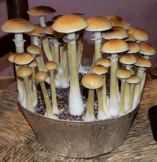 burma magic mushrooms.,Buy Burma Magic Mushrooms Online
