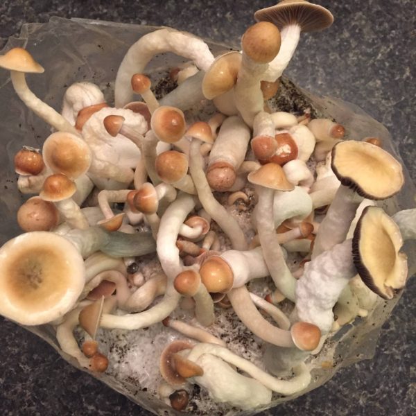 penis envy mushroom 1 ounce 1 600x600 1